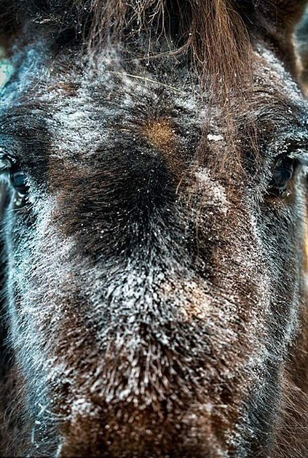 Якутских лошадей часто используют в качестве верховых лошадей Порода, животные, лошадь, россия, саха, фото, якут, якутия