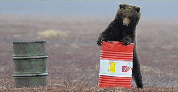 Russian bear and Lukoil 