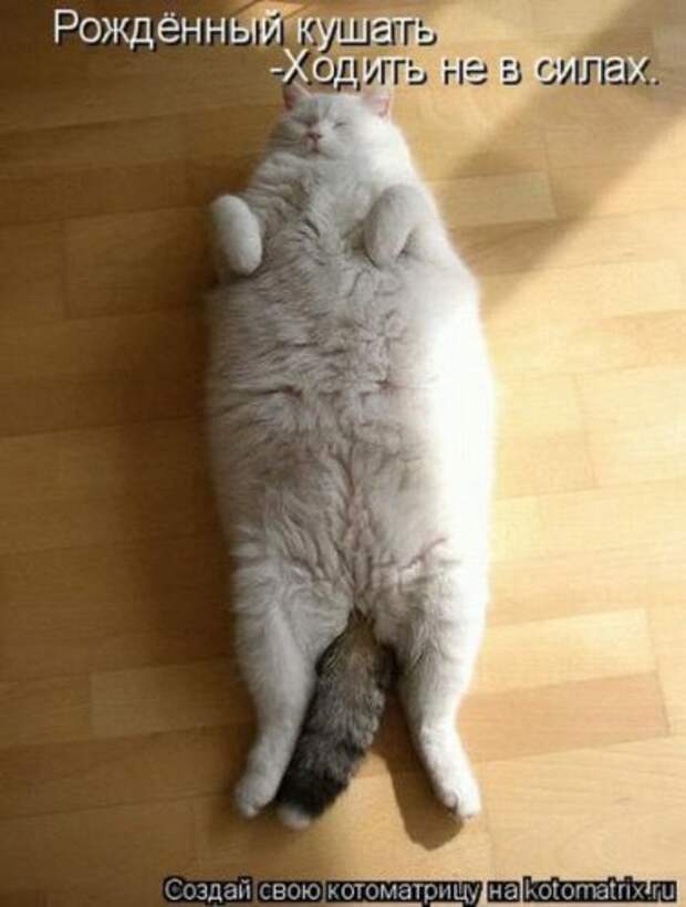 Смешная котоматрица