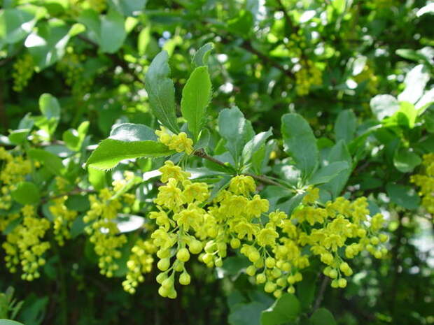 Барбарис обыкновенный (Berberis vulgaris)