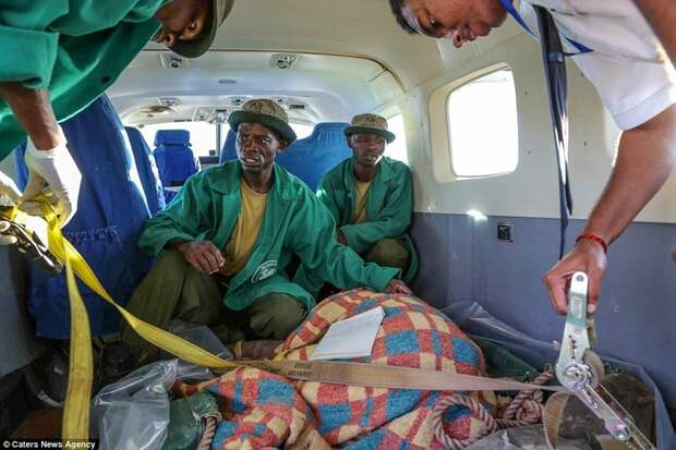 На самолете слониху доставили в национальный парк Найроби детеныш, животные, история, кения, люди, мир, слониха, спасение