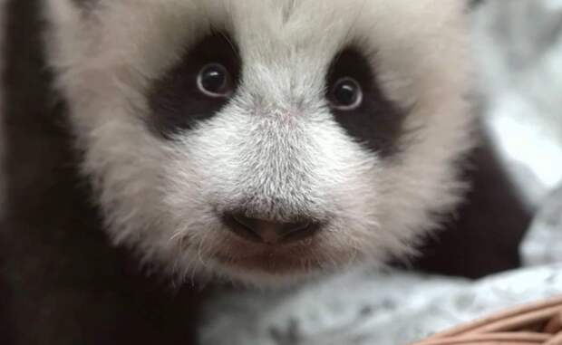 Московский зоопарк показал ночную жизнь панды Катюши
