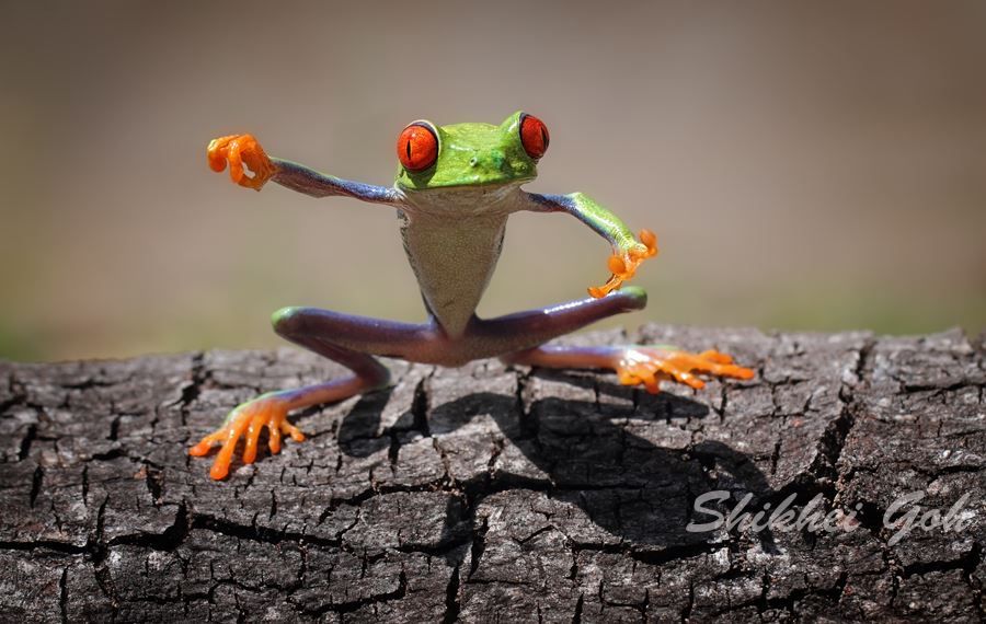 Оригинальные лягушки Frogs07 Оригинальные лягушки