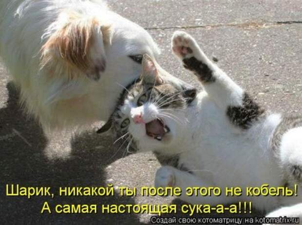Котоматрицы