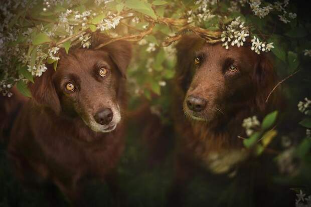 NewPix.ru - Верные друзья человека. Трогательные фотографии собак.