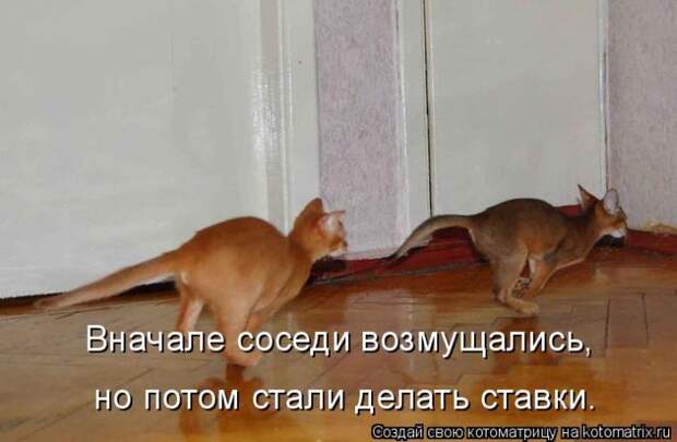 Лучшие котоматрицы недели (50 фото)
