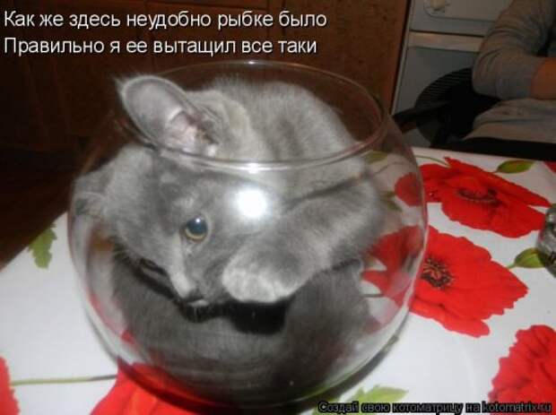 Свежая котоматрица для всех (38 фото)