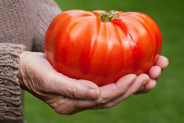 https://mothernature.com/wp-content/uploads/2017/06/how-to-grow-record-breakingly-big-tomatoes-in-your-backyard-1200x800_c.jpg