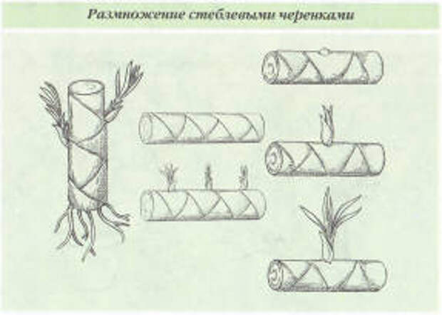 Размножение драцены стеблевыми черенками