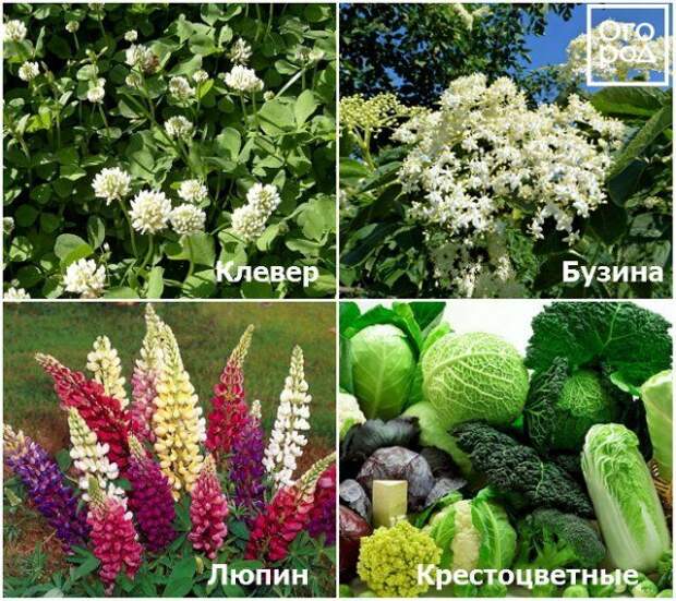 Растения, которые помогают бороться с хрущами Растения, которые помогают бороться с хрущами