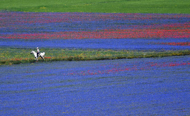 Цветущие поля Италии