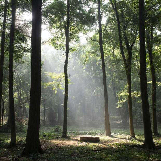 Лес – Храм Души