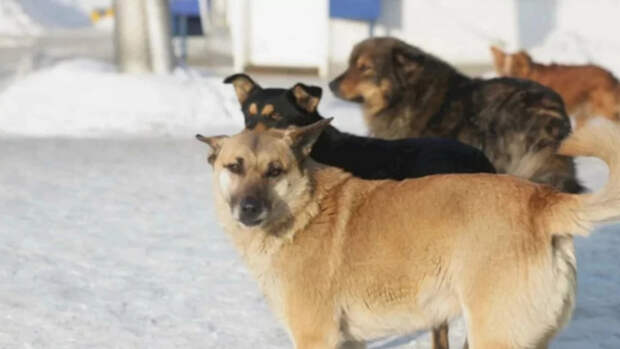 Не "закон об эвтаназии". Власти Алтая пообещали не умерщвлять отловленных собак