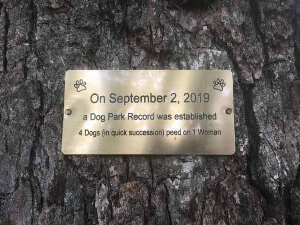 8. Табличка в парке для собак: «2 сентября 2019 года в парке был установлен рекорд: 4 собаки (одна за другой) пописали на одну женщину».