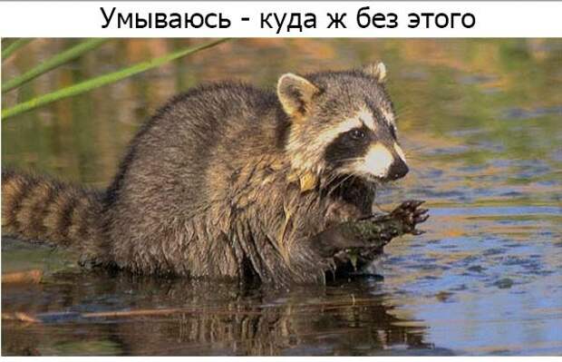 Один день из жизни енота, рассказанный самим енотом один день из жизни енота, день енота, рассказывает енот, как проводит день енот