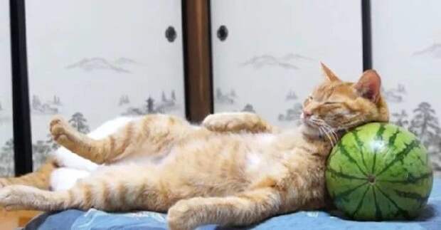 35 обалденных котов, которые умеют правильно отдыхать