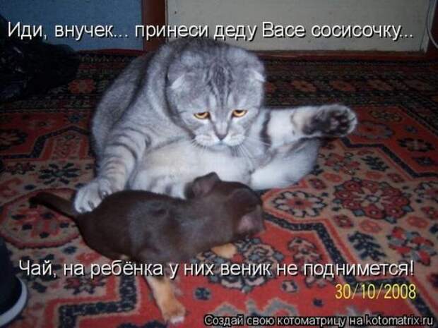 Позитивные котоматрицы ;))