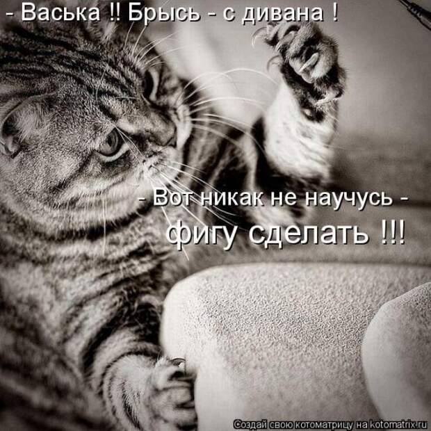 Позитивные котоматрицы ;))