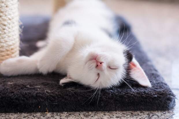кошка на фото