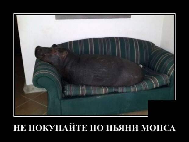 Демотиватор про мопса