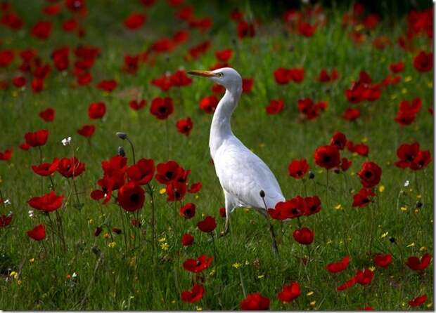 Red, green and white