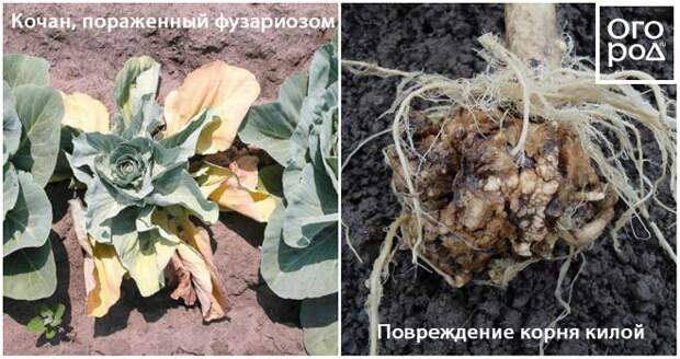 Болезни капусты