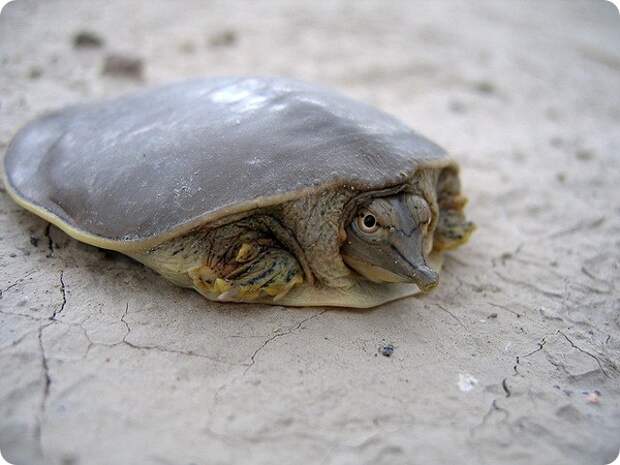 Колючий трионикс (лат. Apalone spinifera)