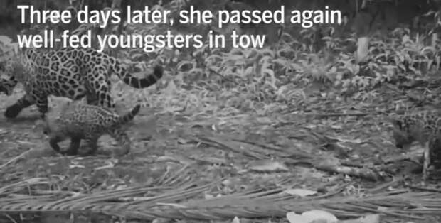В Бразилии впервые за 16 лет фотоловушки засняли самку ягуара с детенышами