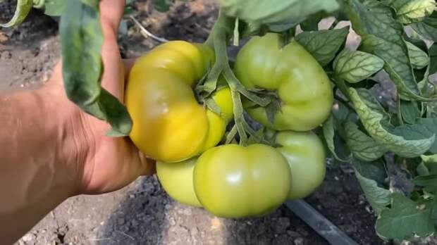 Пора подкармливать томат на налив плодов в июле. Это залог хорошего урожая сладких томатов
