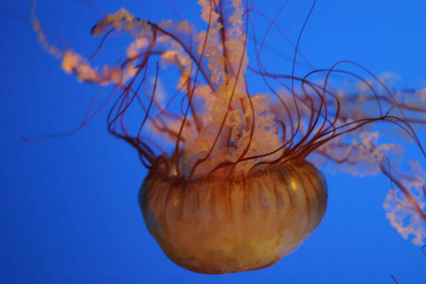 Jellyfish07 Самые красивые и яркие медузы