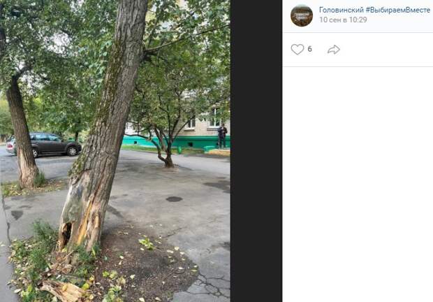 Дерево на Флотской исследовали дендрологи
