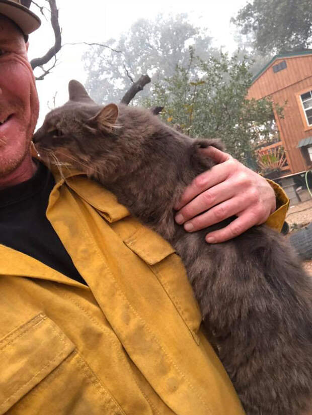 Пожарный спас кошку от лесного пожара в Калифорнии, Райан Коулман