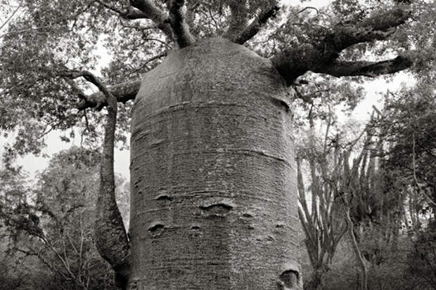 Метод печати, который использует Бет Мун, по ее мнению, создает глубинную связь между снимками и деревьями, которые она фотографирует.