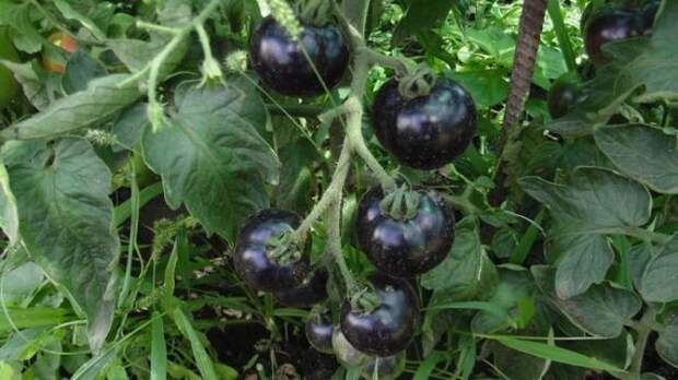 томат черная гроздь