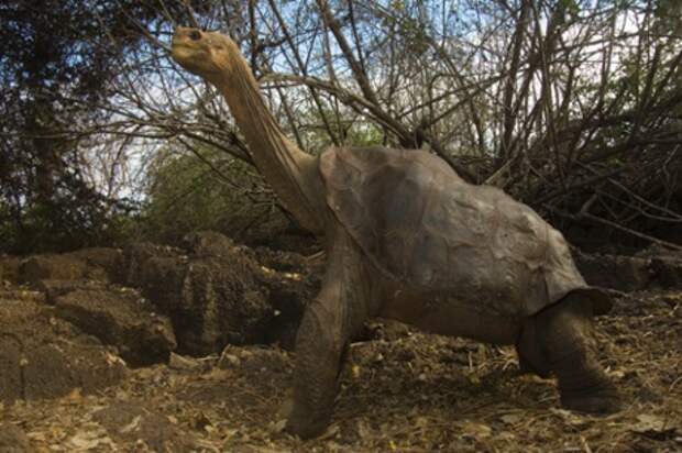 The Lonesome George taxidermy may look a little like this.