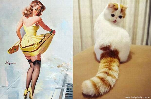 Кошки и девушки в стиле пинап pinupcats04 Кошки и девушки в стиле пинап