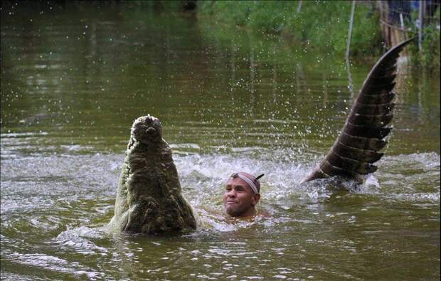 Двадцать лет в пасти крокодила Двадцать лет в пасти крокодила история, интересное