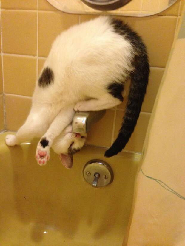 10 фото кошек, которые нарушили законы физики