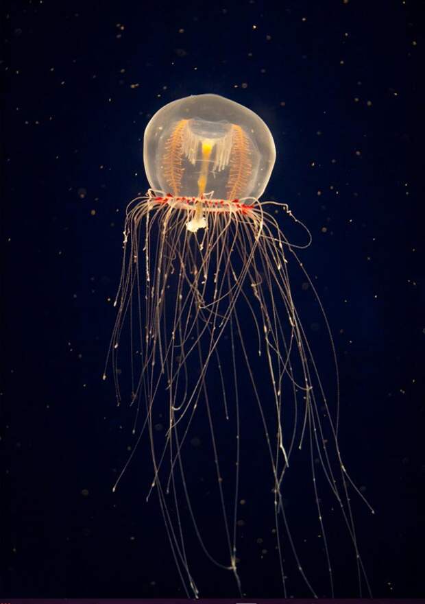 Jellyfish-pictures-6