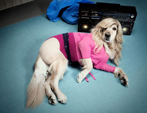 https://static.boredpanda.com/blog/wp-content/uploads/2018/07/iconic-madonna-scenes-dog-recreation-maxdonna-vincent-flouret-5b5ae47b961dc__700.jpg