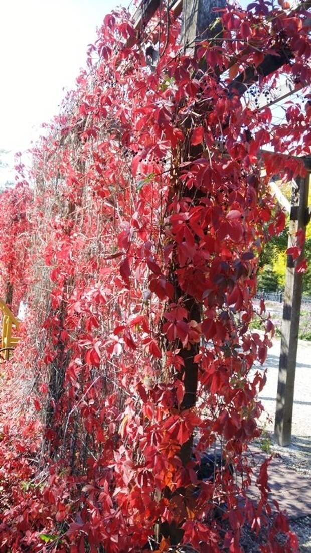 Девичий Виноград Посадка И Уход Фото