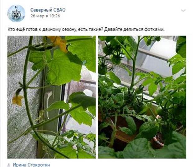 «Автор» супердлинных огурцов из Северного готовится растить новый урожай