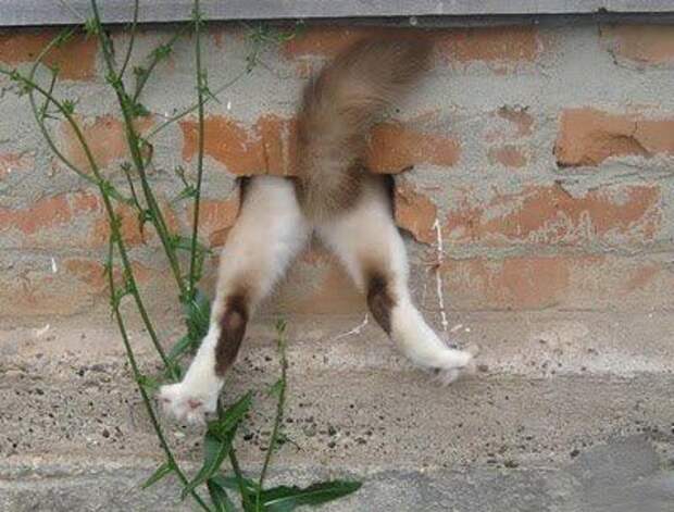 Хозяин, выпусти! коты, фото