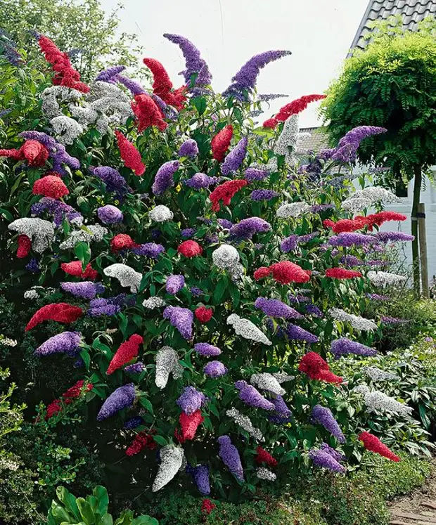 15 восхитительных растений, цветущих в сентябре