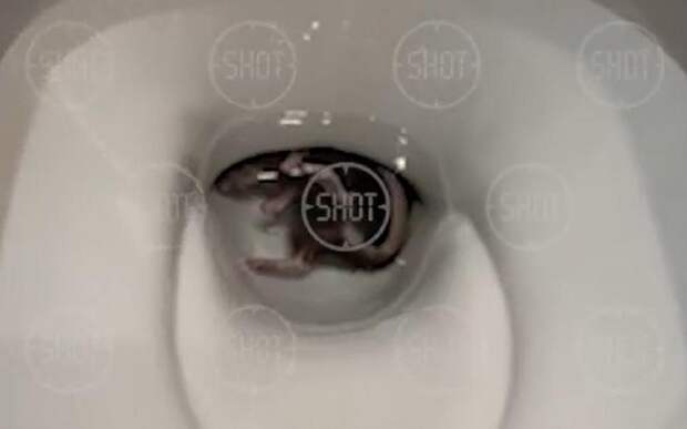 Плавающая в унитазе огромная крыса набросилась на 9-летнего ребёнка в Балашихе