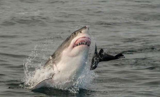 Ученые поставили на акулу камеру и увидели как она охотится от первого лица