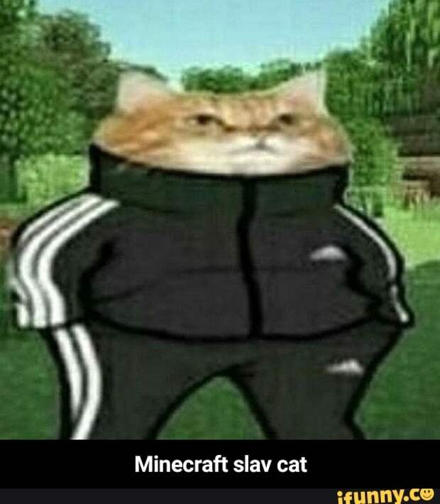 кот в костюме адидас