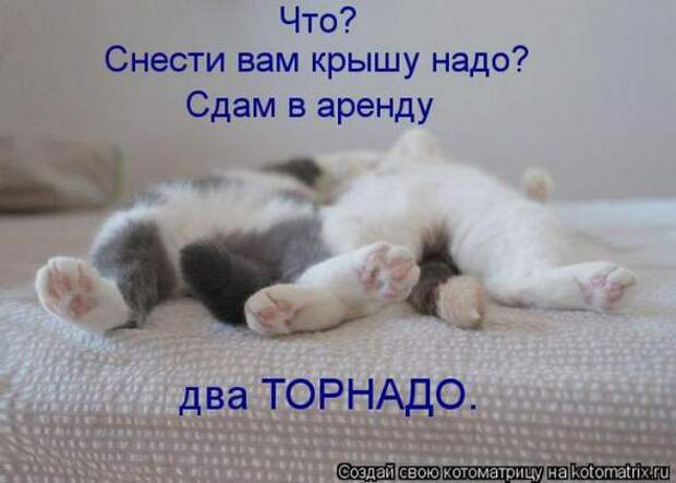 Котоматрицы(картинки с надписями)