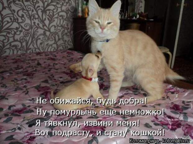 Котоматрицы (картинки с надписями)