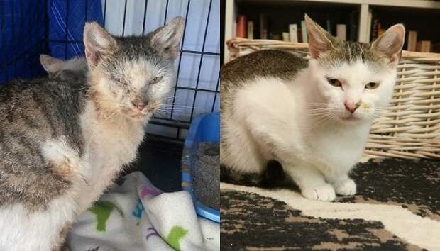 Кот до и после